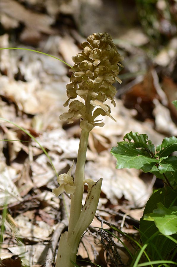 Orchidee Passo Pian delle Fugazze da confermare